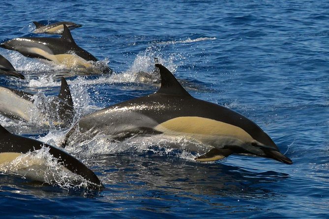 Whale Watching Eco-Adventure from Costa Adeje - Entering the Teno-Rasca Marine Protected Area