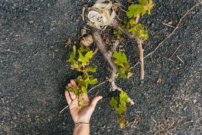Wine Lovers: Wine Tasting Tour at El Grifo Bodega Lanzarote - The old winery from 1775